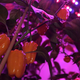 Illustration for article titled Forget the Sun, LEDs Are the Future of Farming